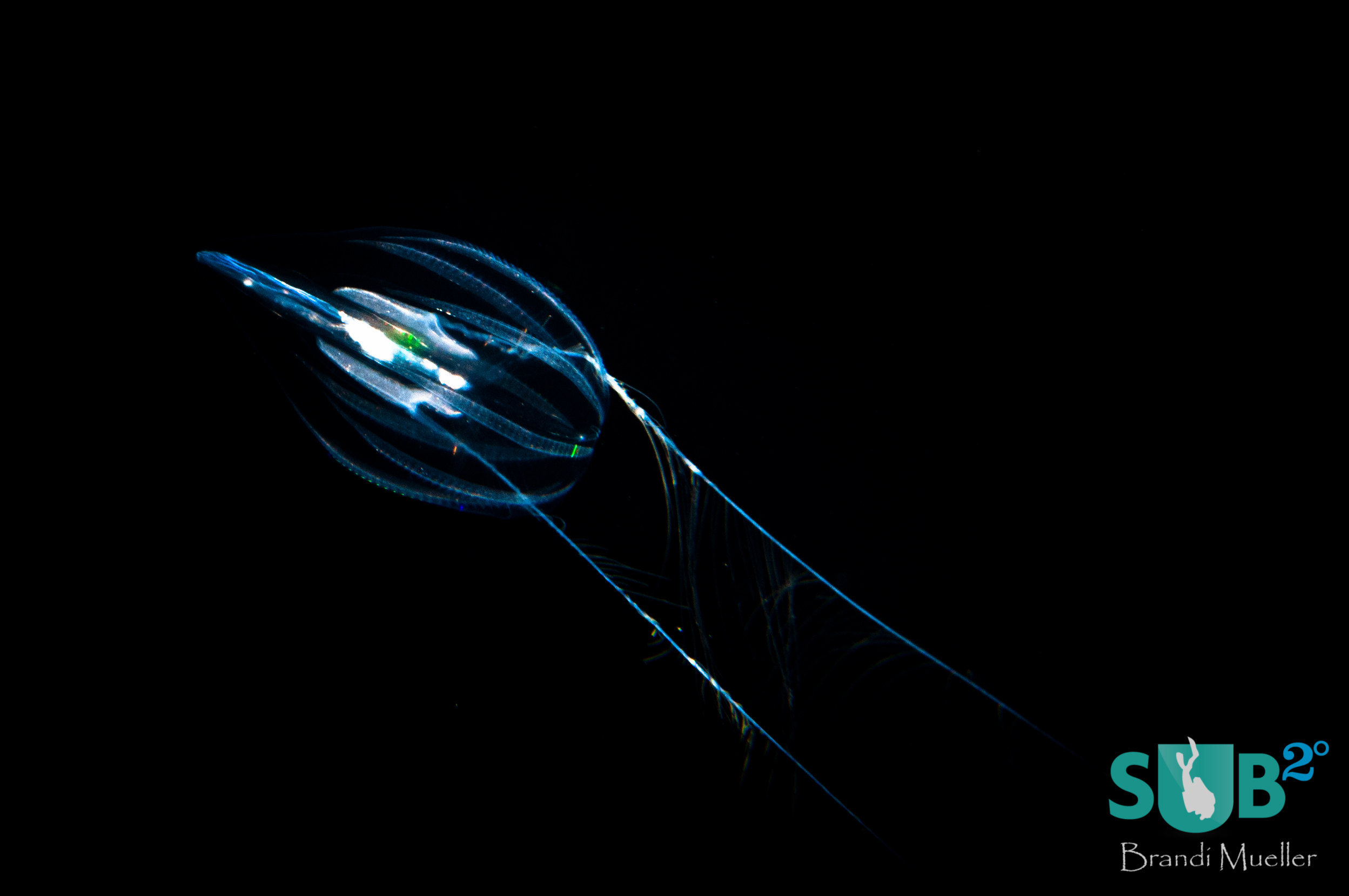 A Ctenophore, also called comb jelly, on the Pelagic Magic night dive.