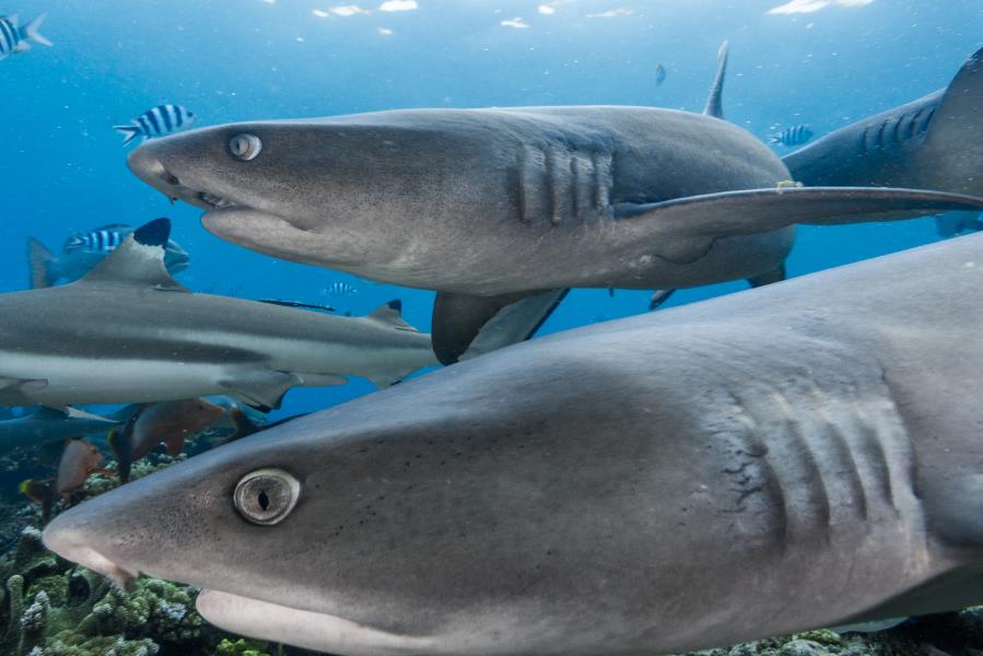 Curious Whitetip Reef Sharks