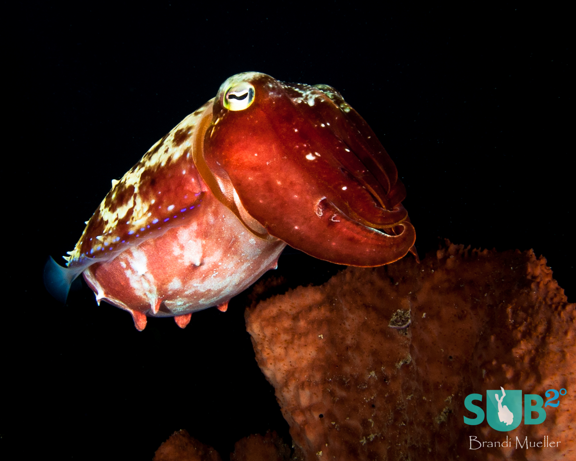 A cuttlefish tries to blend in with a sponge.  Once it knew it was found it flashed many colors including reds, yellows, and blues.