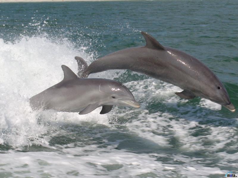 delfini 08