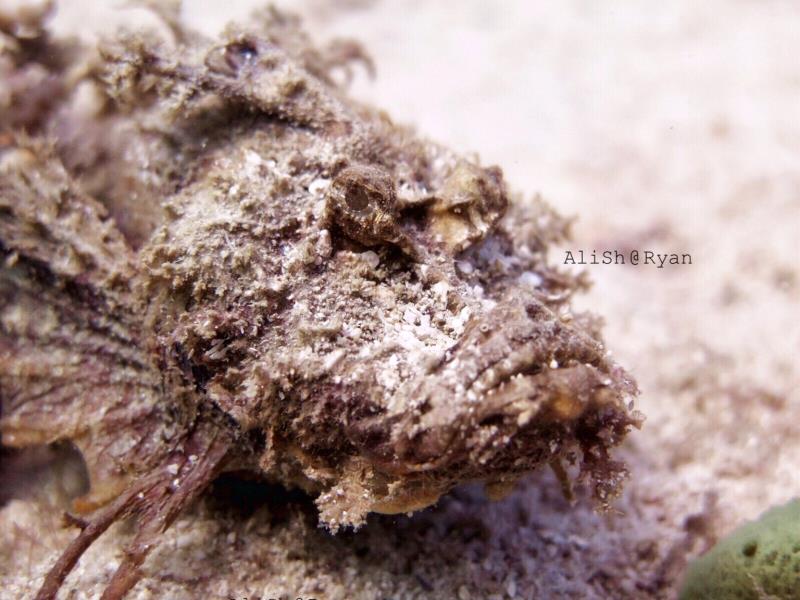 Demon scorpionfish