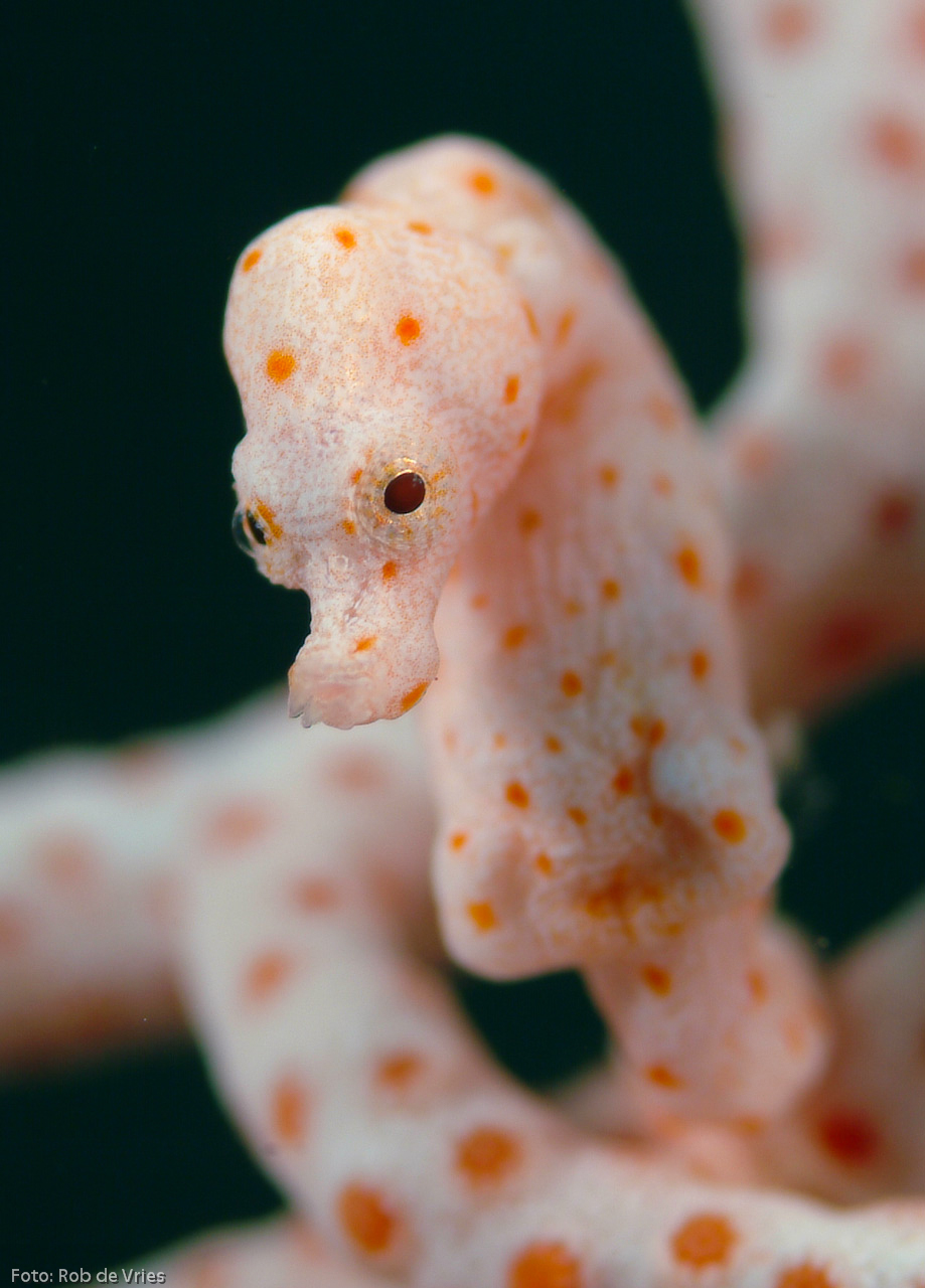 A Denise's pygmy seahorse (H. denise) spotted in Raja Ampat, Indonesia. Photo by Rob de Vries/Guylian Seahorses of the World