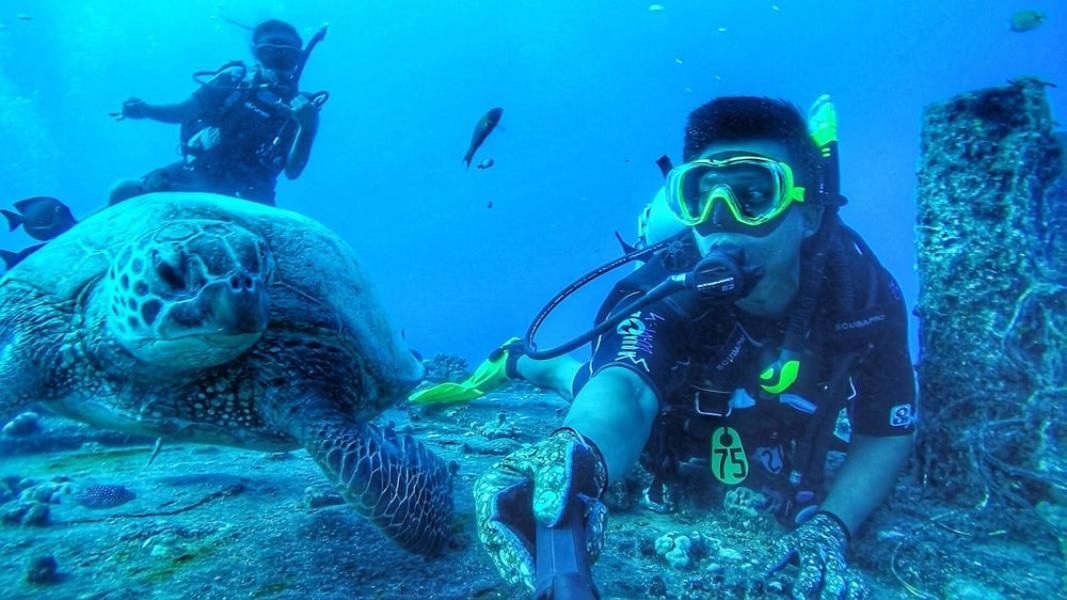 Dive Oahu - sea turtle 