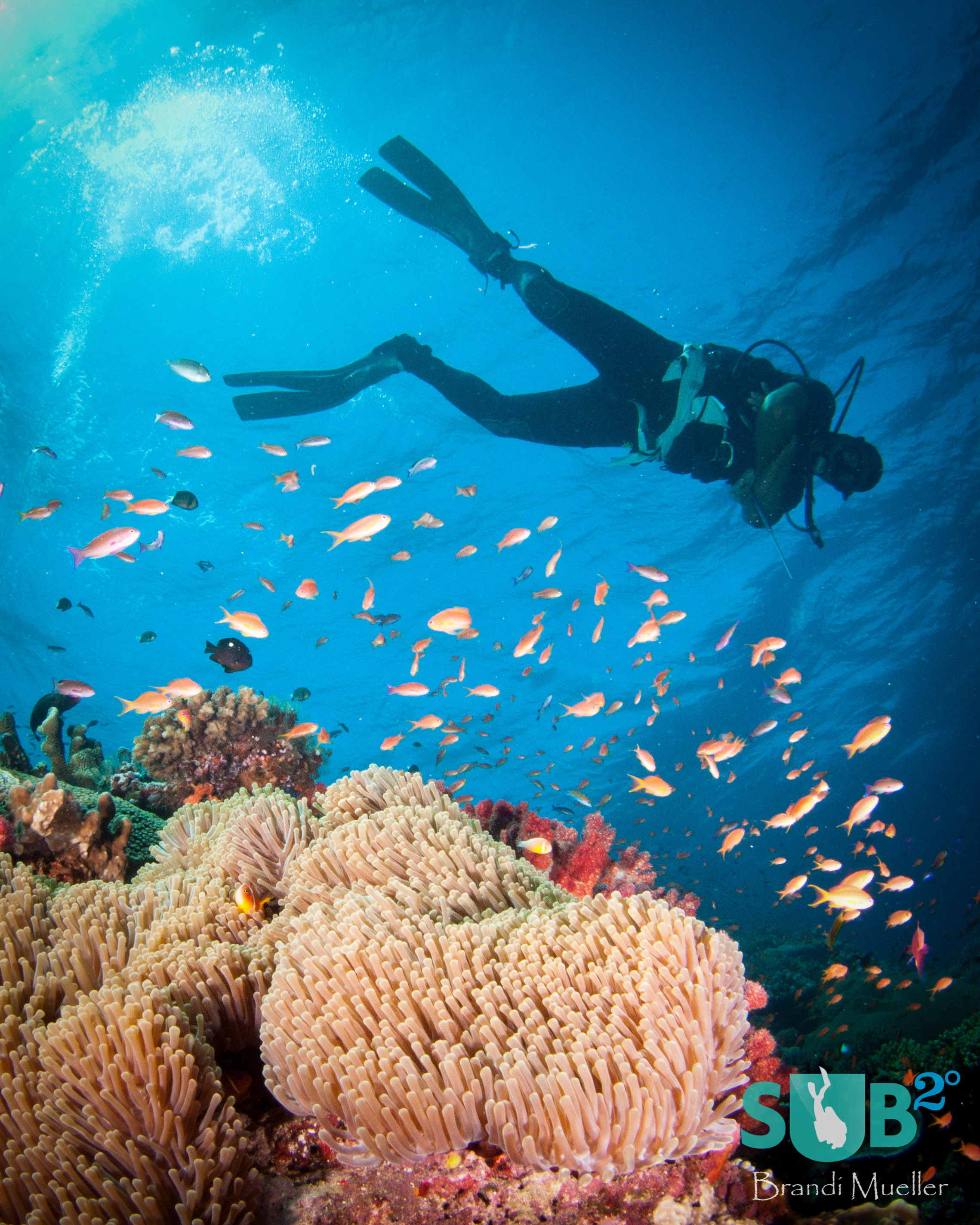 Diver and the Fiji Reef