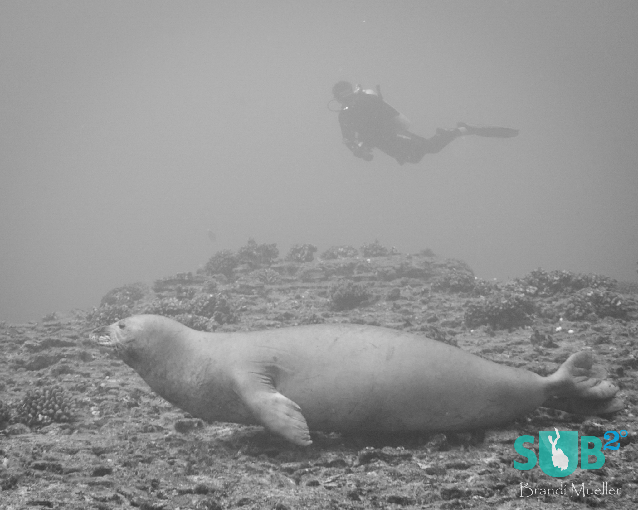 Diver with a Hawaiian Monk Seal