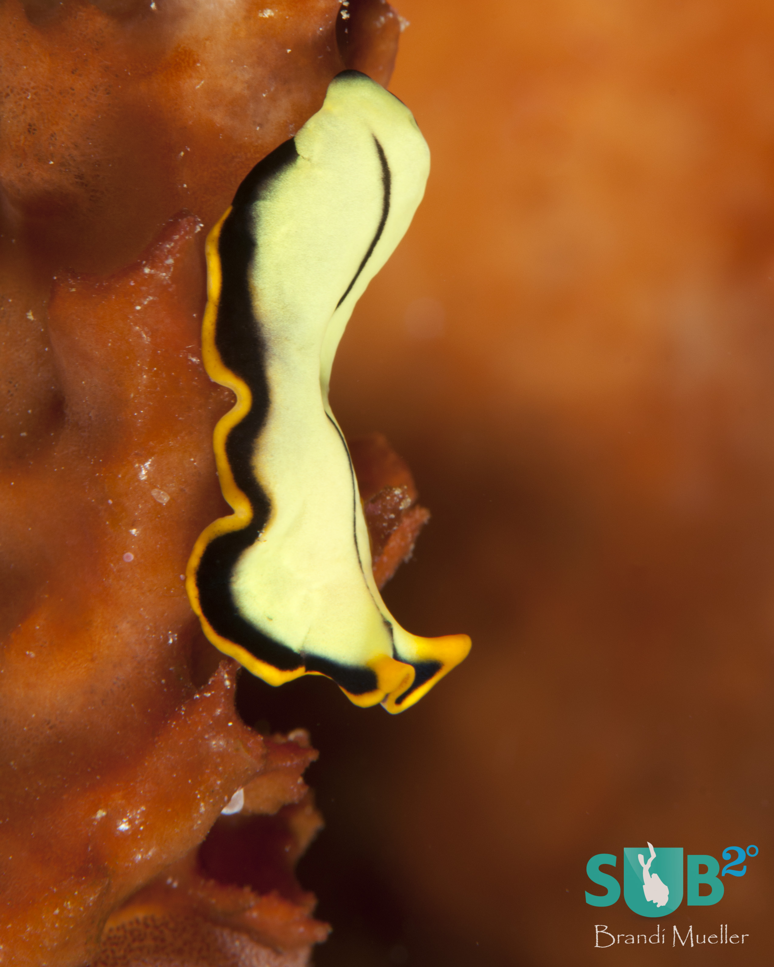 A divided flatworm, or Pseudoceros dimidatus, makes its way along a sponge. If a flatworm is cut in half, it will regenerate into two full flatworms.