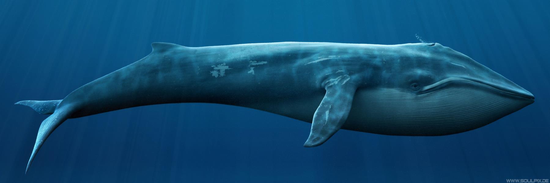diving blue whale