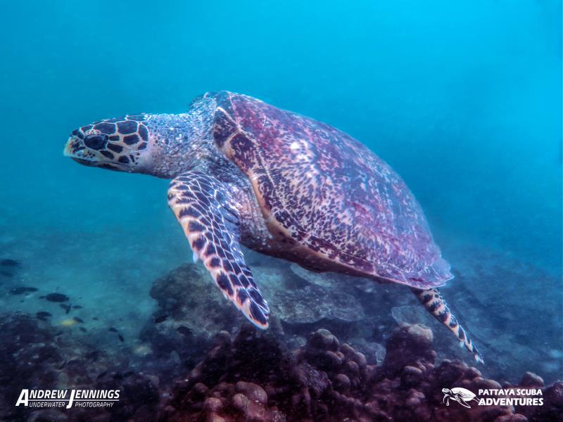 Diving in Pattaya Turtles