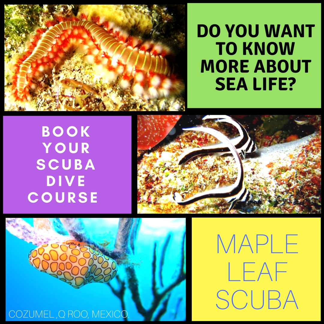 The underwater world is simply amazing with so much marine life, beautiful colors, and an array of stunning coral. Come and see how beautiful it really is. Discover a new world underwater. Book your dives today. info@mapleleafscuba.com
