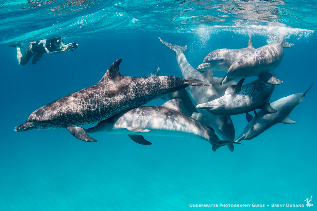 A diver photographs Atlantic Spotted Dolphins off of North Bimini in the Bahamas.
