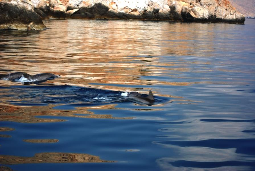 dolphins at musandam