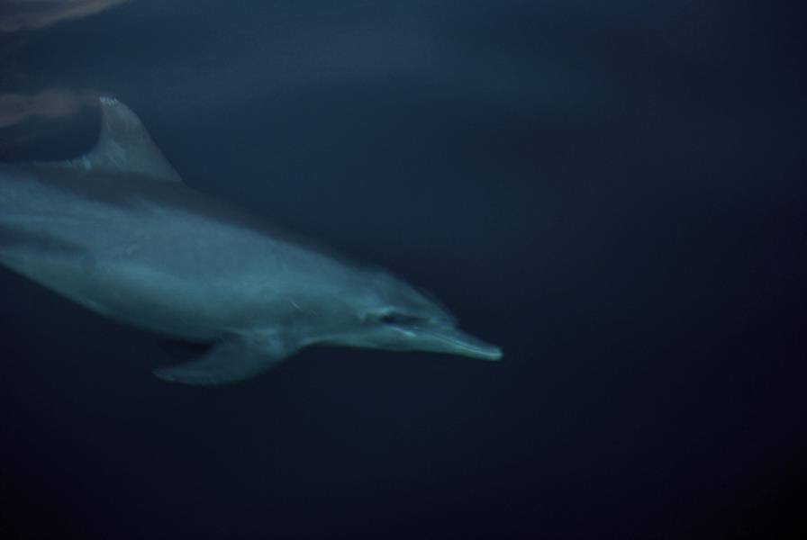 dolphins Musandam (2)