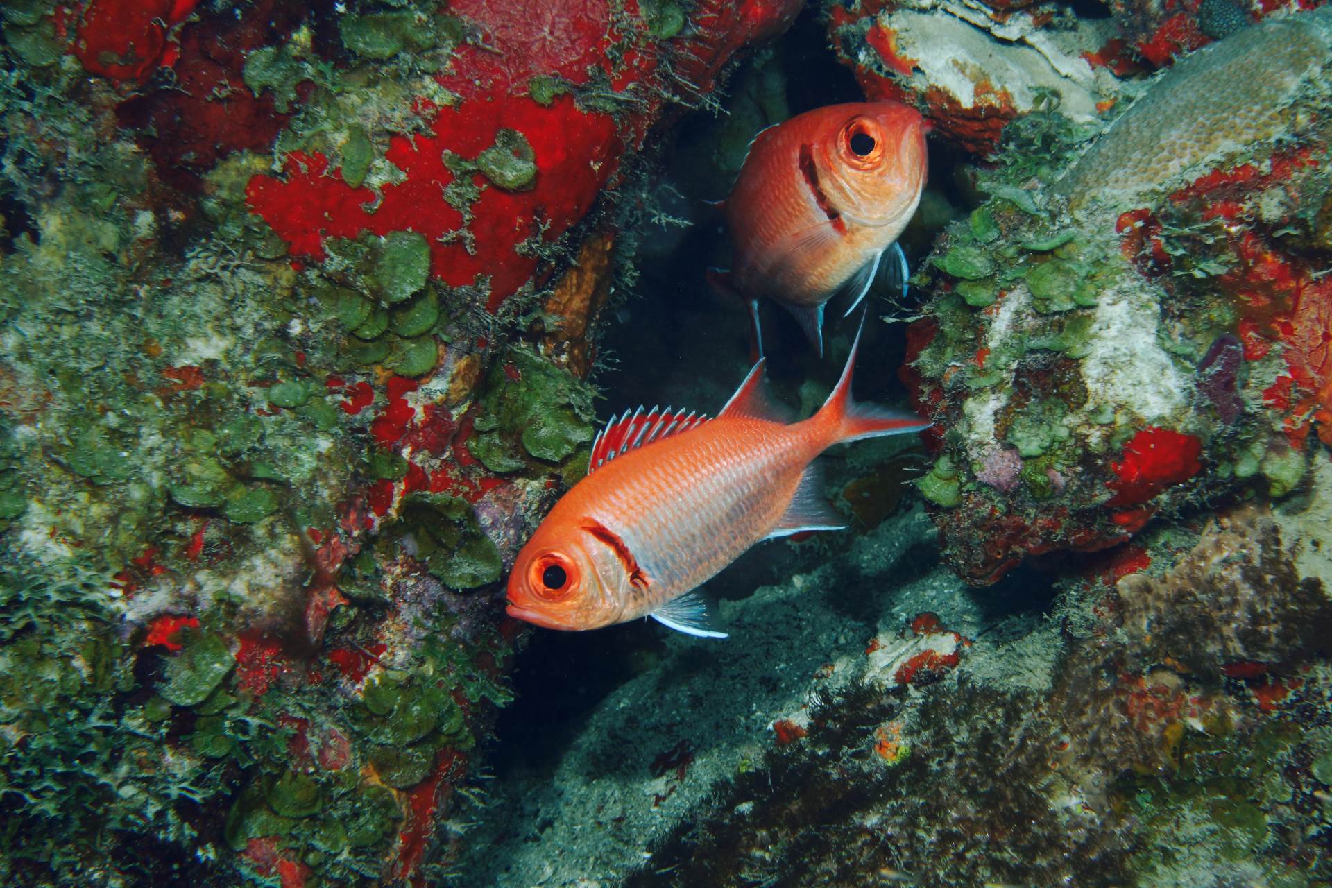 please feature this on your instagram (photo credit goes to @photographylife.4u)

two squirel fish in nevis