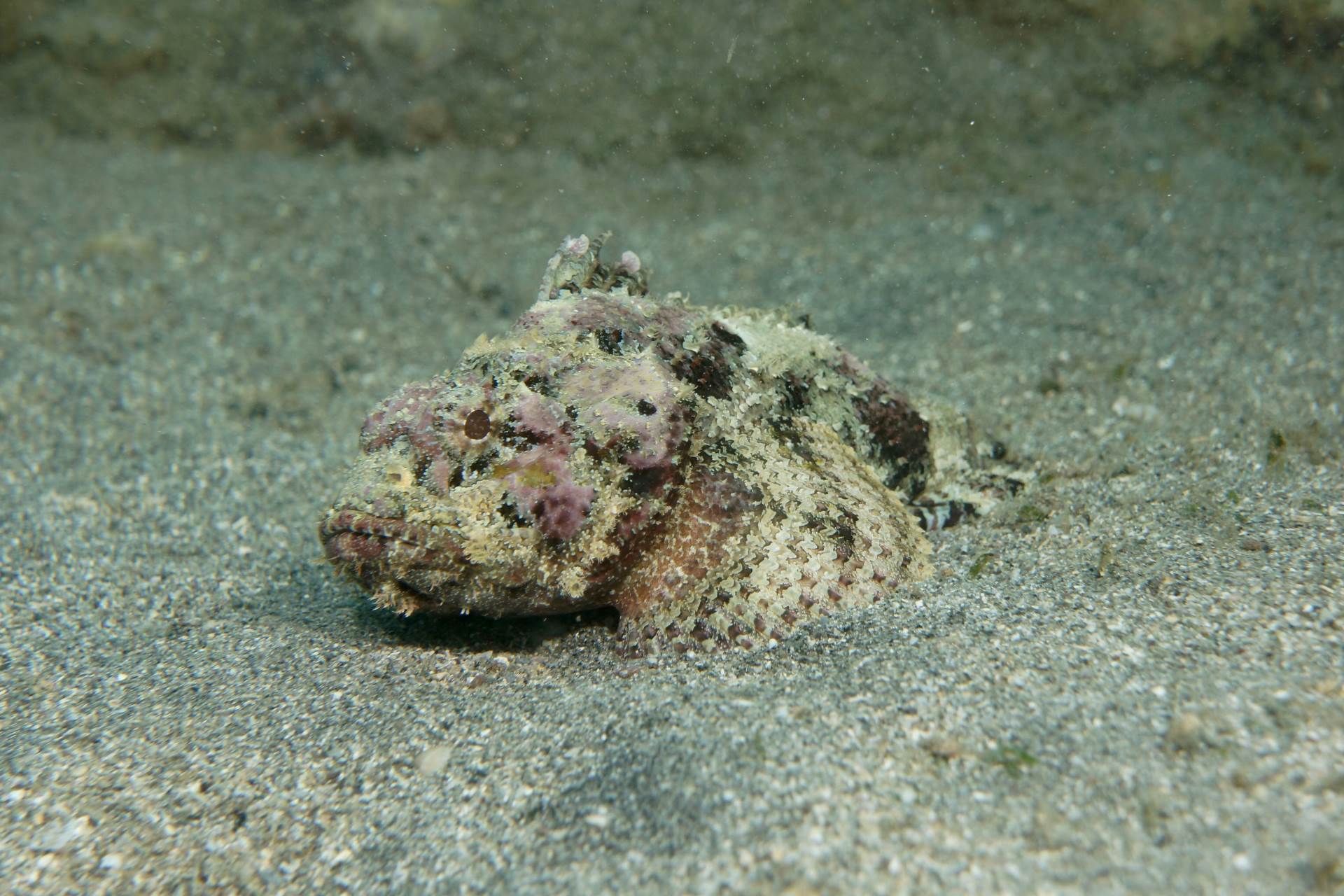 please feature this on your instagram (photo credit goes to @photographylife.4u)

a nevisian scorpianfish