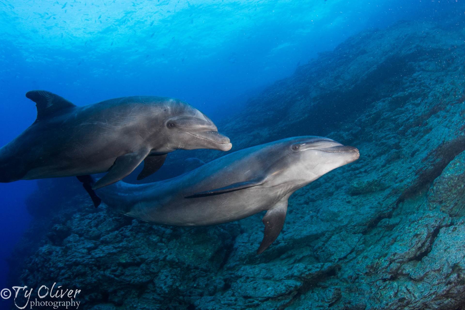 Friendly dolphins accompanied us for an entire dive at Cabo Pearce, Socorro Island. 