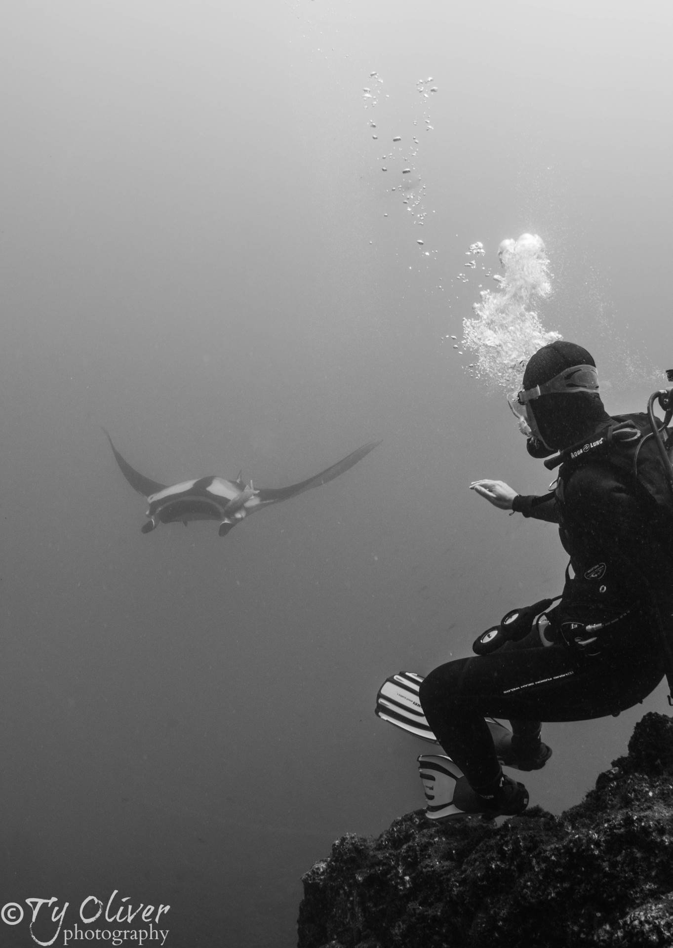 A diver prepares for a close encounter with an oceanic pacific manta ray. 