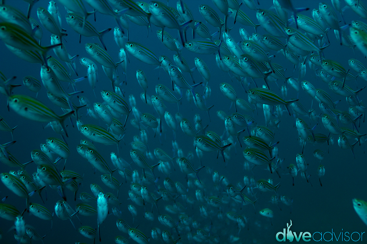 Quite a lot of schools on the corner of the Island. Quite cool to try and catch a picture of a passing school of fish.