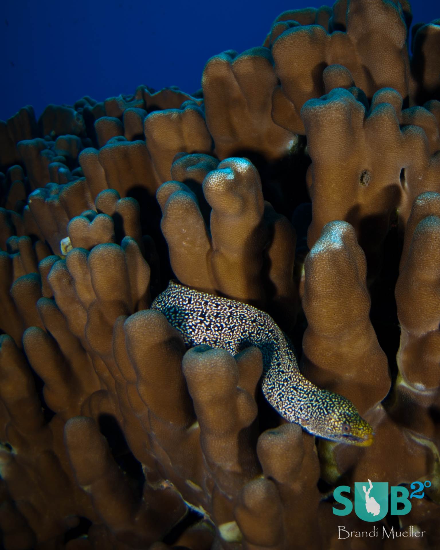 A moray eel sneaks through healthy hard coral formations off the coast of Easter Island.