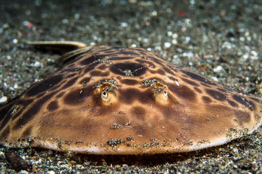 electric ray