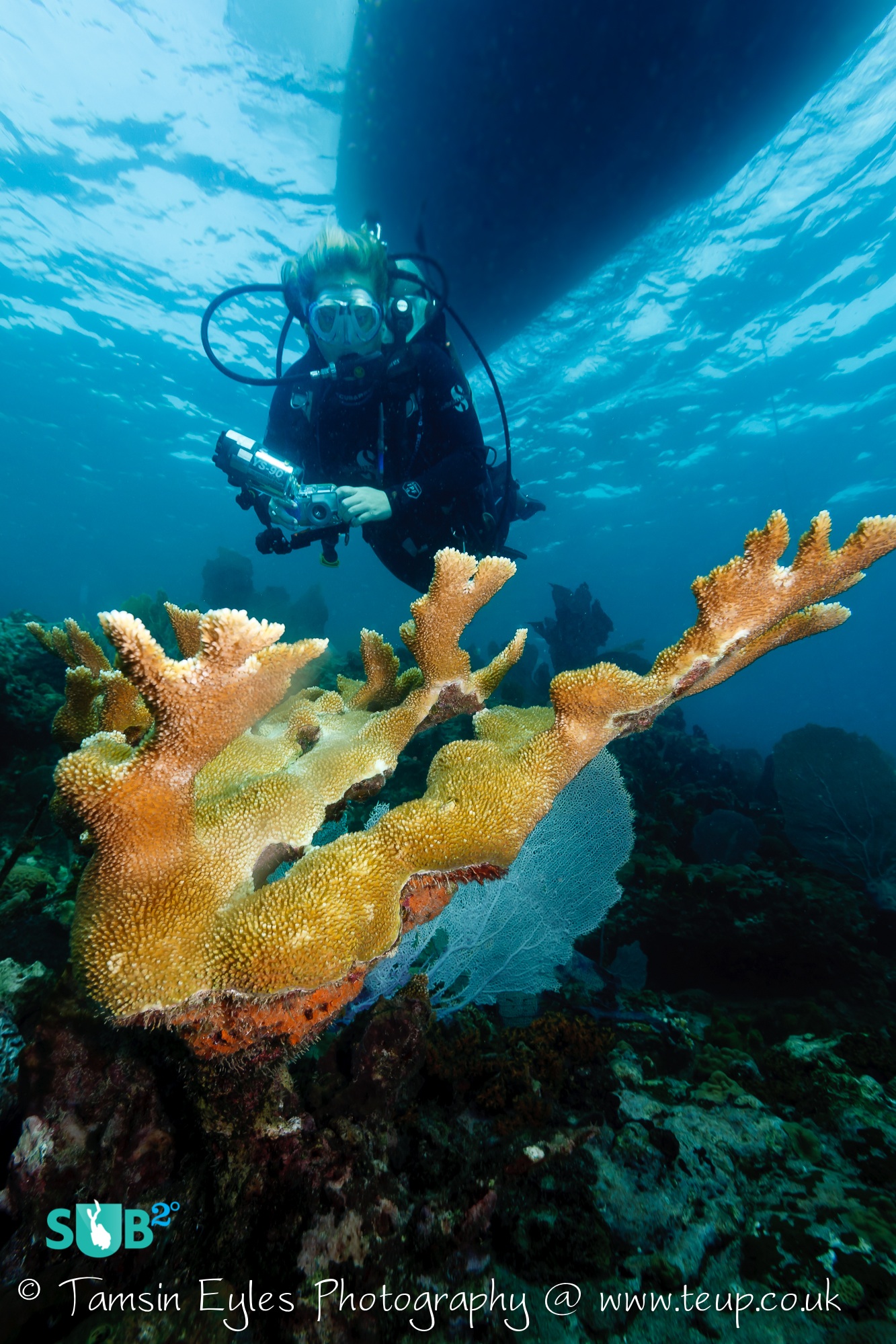 Divers find elkhorn coral formations along many of the reefs in Bequia. Photo courtesy of Tamsin Eyles.