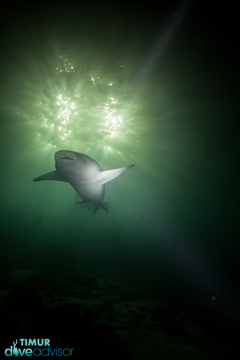 Although this shot isn't totally in focus and some other divers are shining their torches at this beauty I felt a connection with the shark and the shot. It was shot below the jetty.