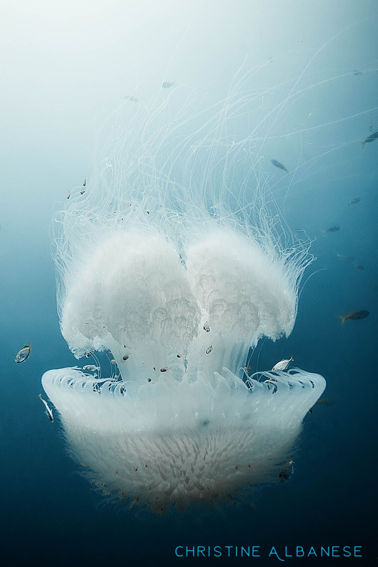 Have I mentioned just how much I love jellyfish? They are so photogenic! This one was spotted in the middle of the water column at around 15 meters depth between Hin Pee Wee and White Rock dive sites.