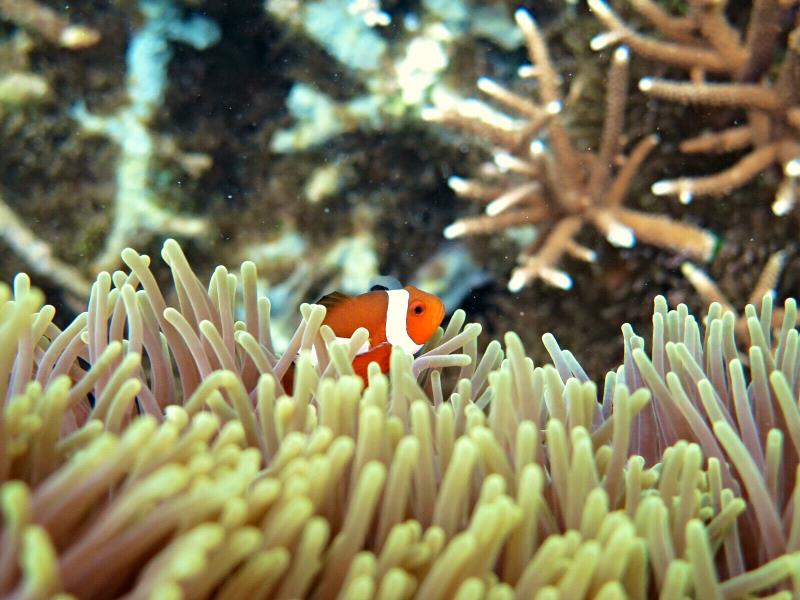 False Anemone Clownfish