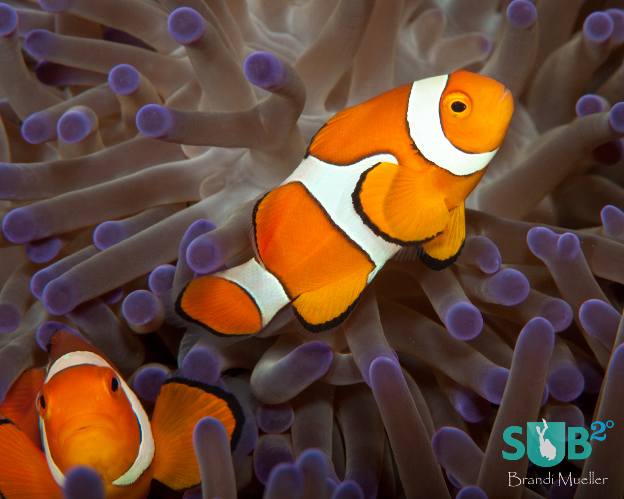 A bright purple anemone is home to fluorescent orange false clownfish.