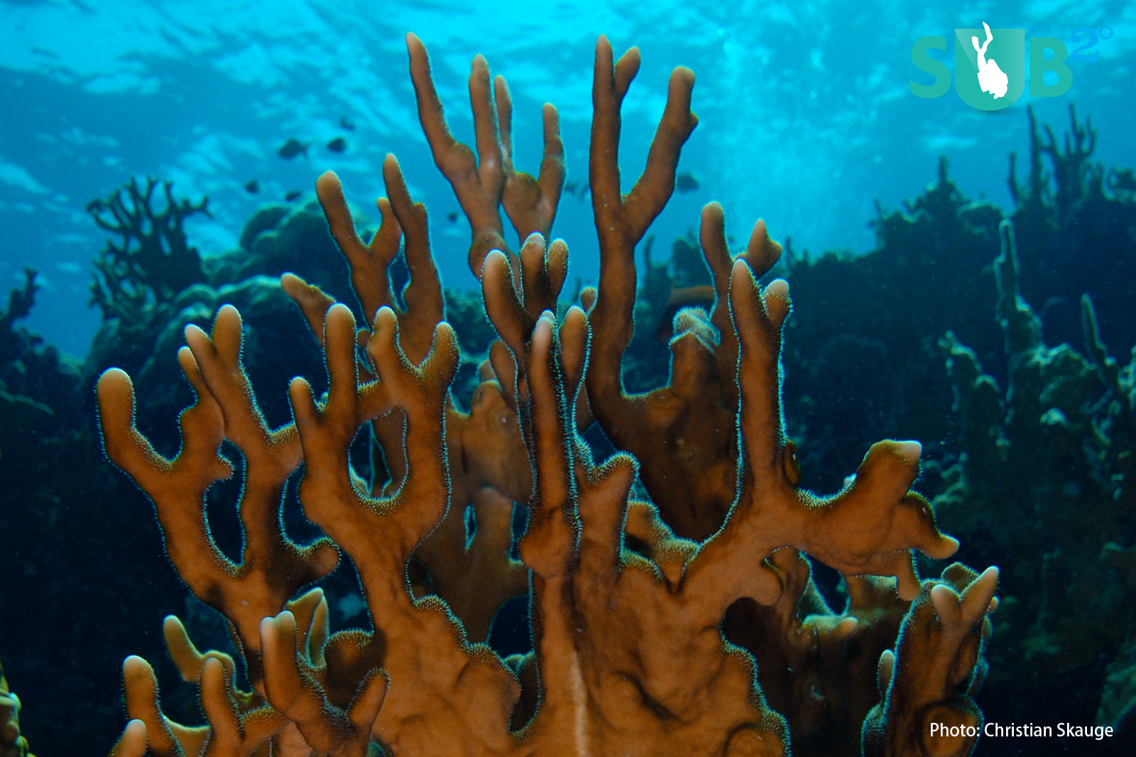 Net Fire Coral (Millepora dichotoma) looks like coral but is not actually coral; it is a Hydrozoa - an organism closely related to jellyfish and stinging anemone.