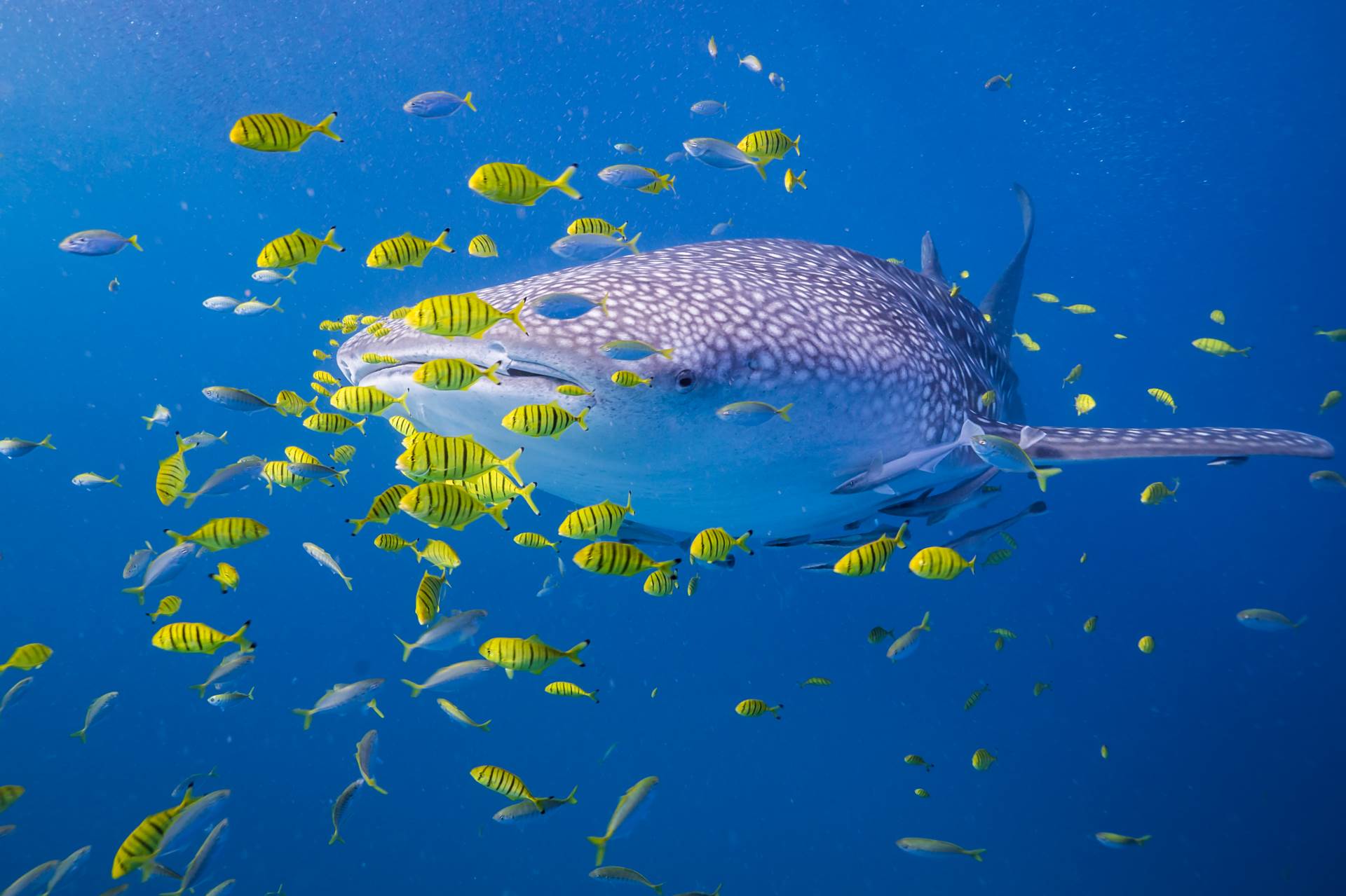 Whale sharks at Mafia Island are like a moving mini-ecosystem. Other fish species, such as golden trevally, striped pilot fish, remoras and cobia swim with them all the time. And when they find a good patch of plankton, other species like sardines join in the feast. This is pretty cool biologically speaking, and also makes for great photos!
