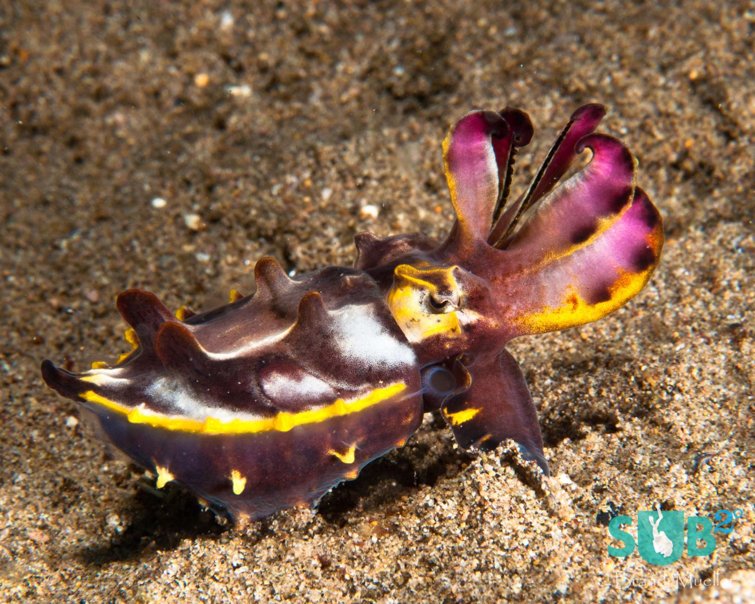A muck diving favorite, this brightly colored cuttlefish was seen in the Philippines.