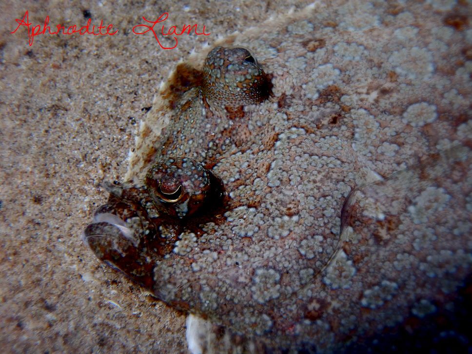 #wreck #boat #ship #sea #marine #sealife #marinelife #crab #seastar #starfish #star #crab #tubeworm #worm #nudibranch #fish #life #eco #animal #diver #diving #scubadiving #scuba #dive #photo #photography #greece #kos