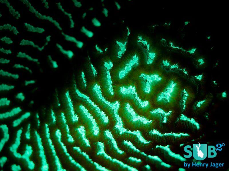 Fluorescence - Lettuce Coral