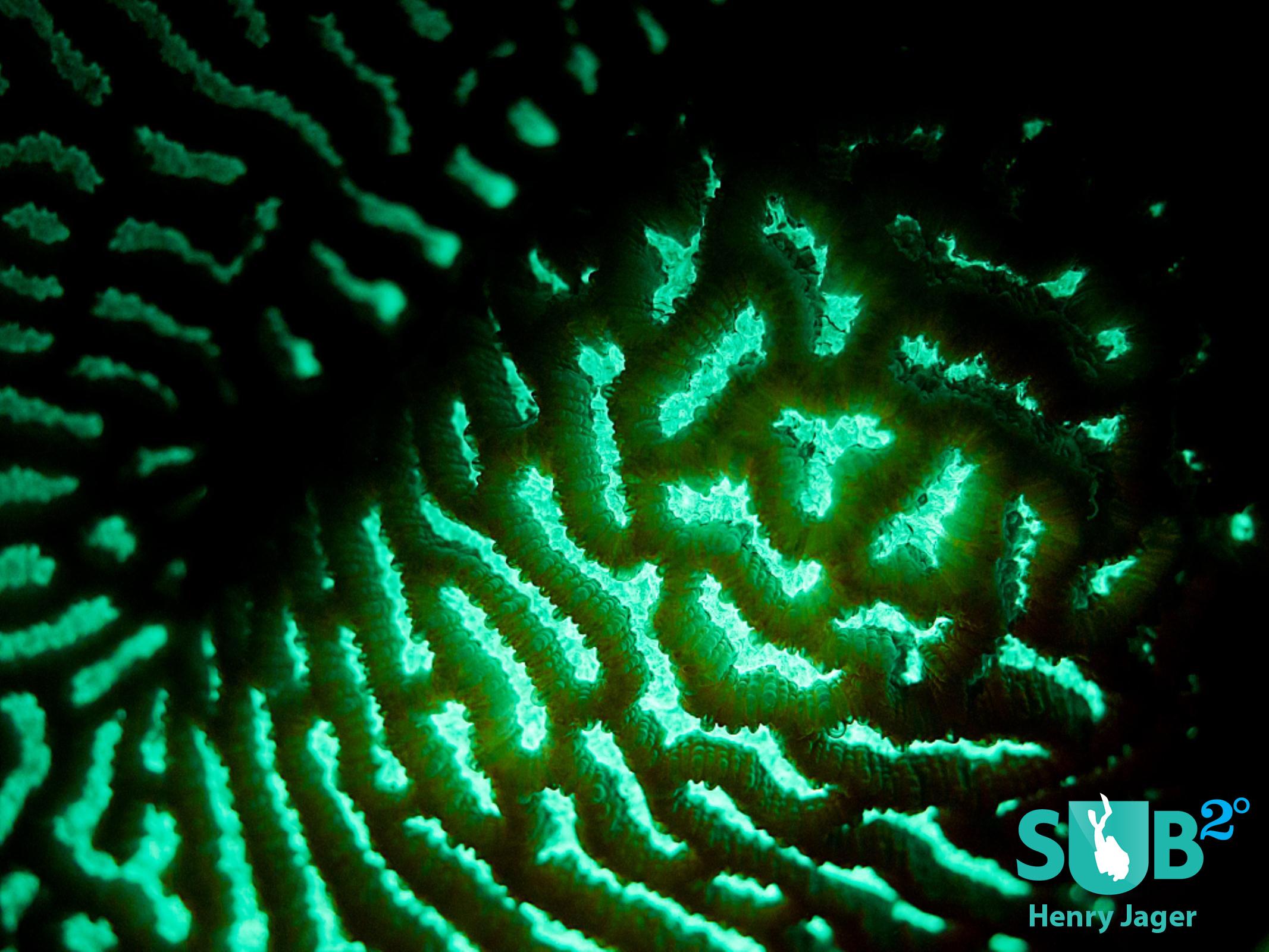 Lettuce coral. Depending on the angle of the light beam hitting the coral, dark areas or really glowing ones appear.