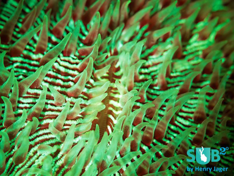 Fluorescence - Mushroom Coral