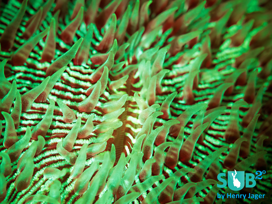 This mushroom coral has green and red fluorescence.