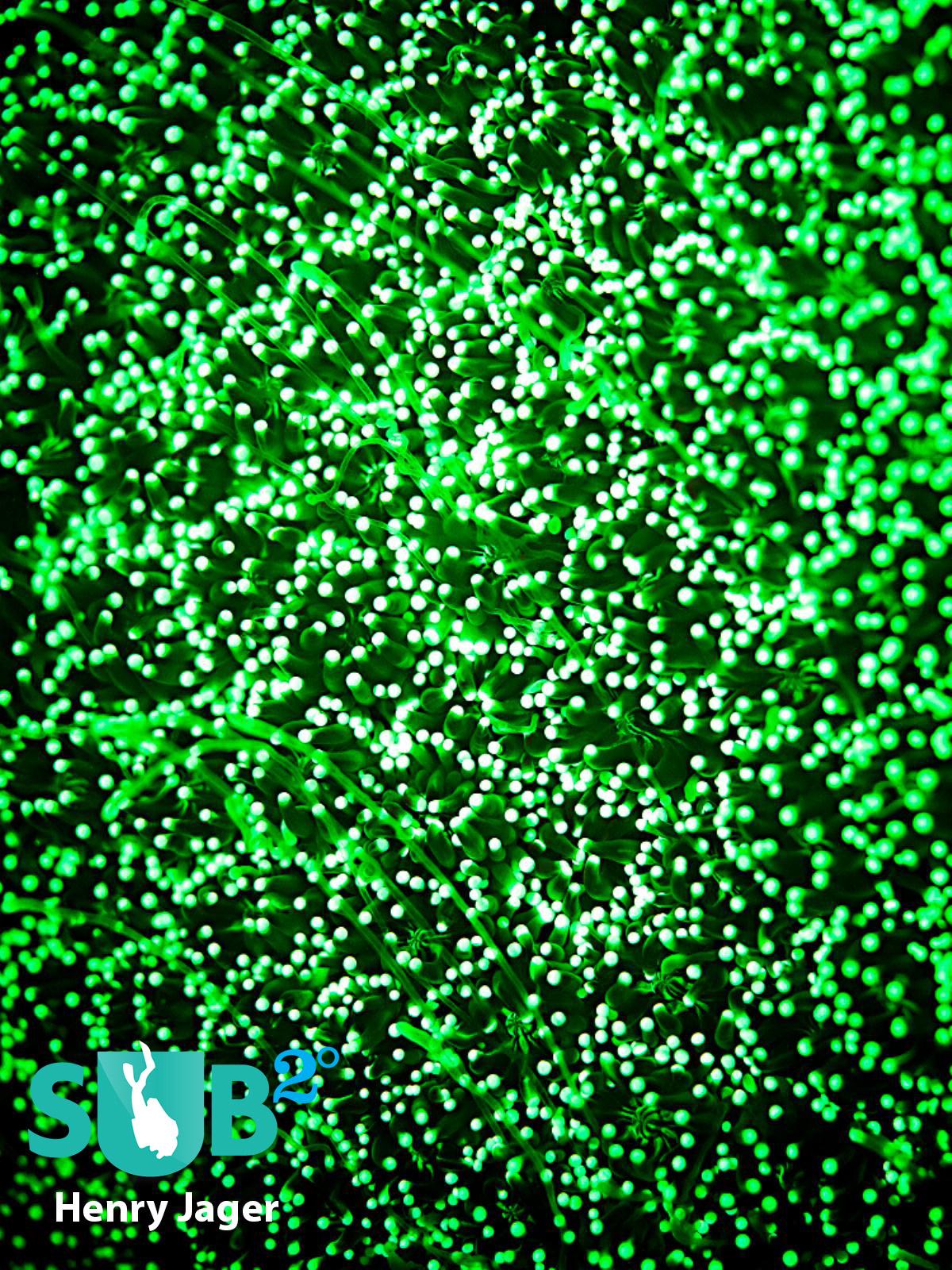 Green fluorescence is the most common. A protein, the green fluorescent protein (GFP) is responsible for this effect.