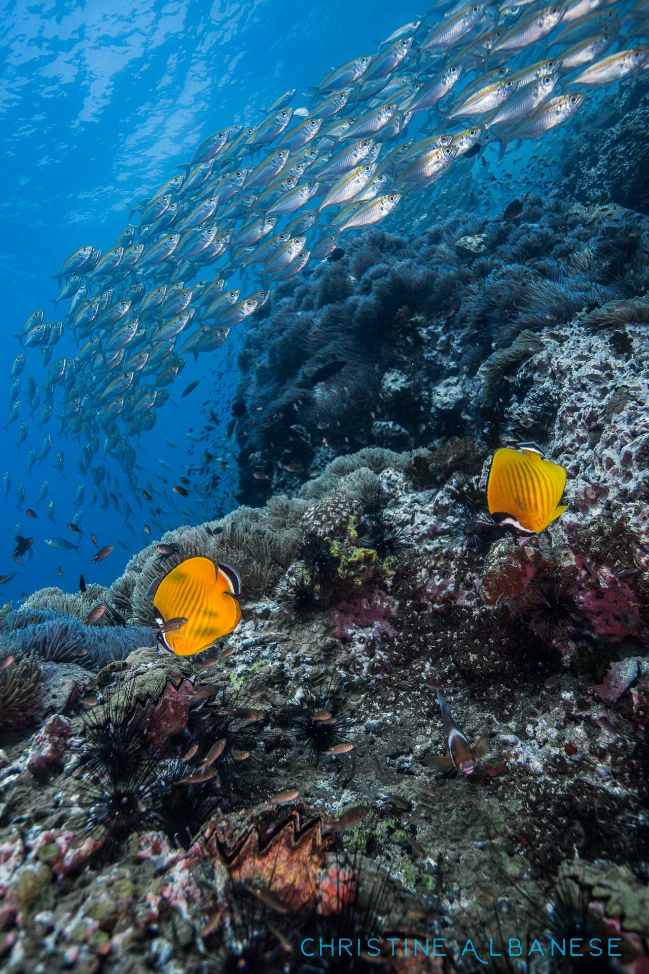 A pair of butterfly fish wander the reef while a school of scad blazes by.

Butterfly fish are common reef fish around here... but I adore photographing them because their bright yellow colour stands out so well against a rich blue background. 