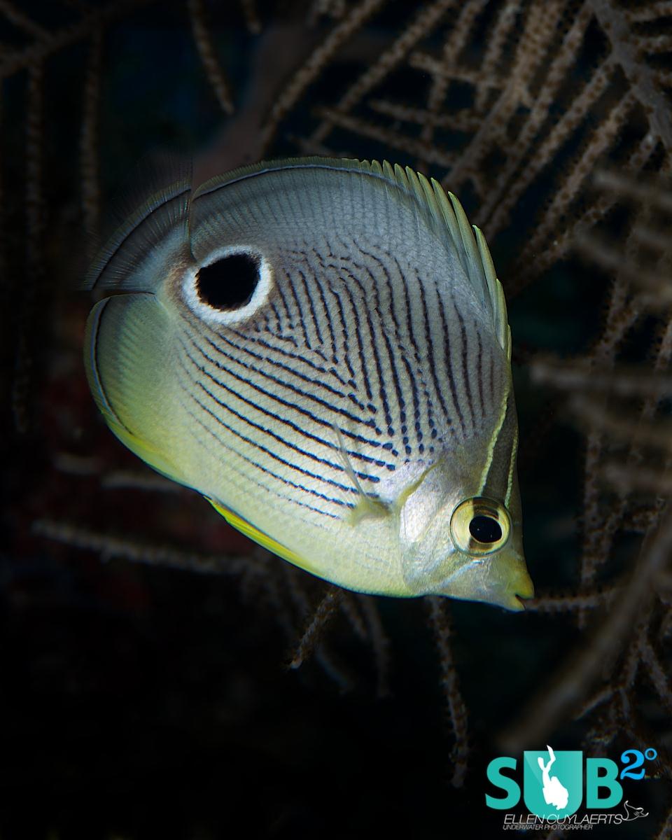 Four eyed butterflyfish are abundant in Cayman waters