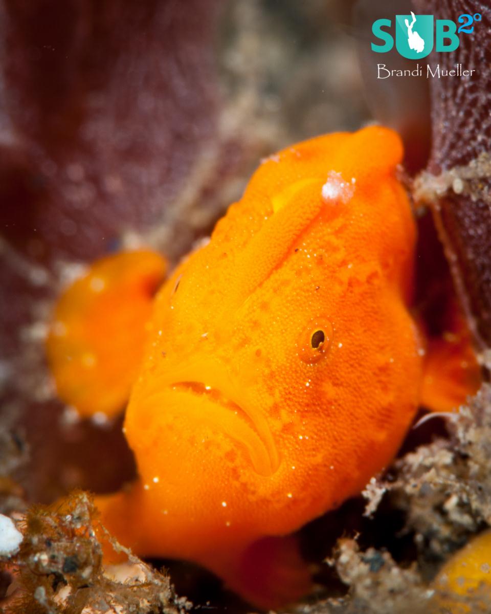 This frogfish is no bigger than a quarter and was seen in Lembeh Strait, Indonesia.