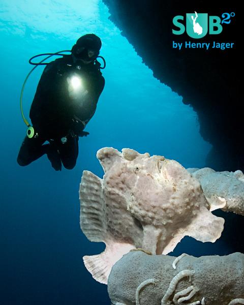 Frogfish and Diver
