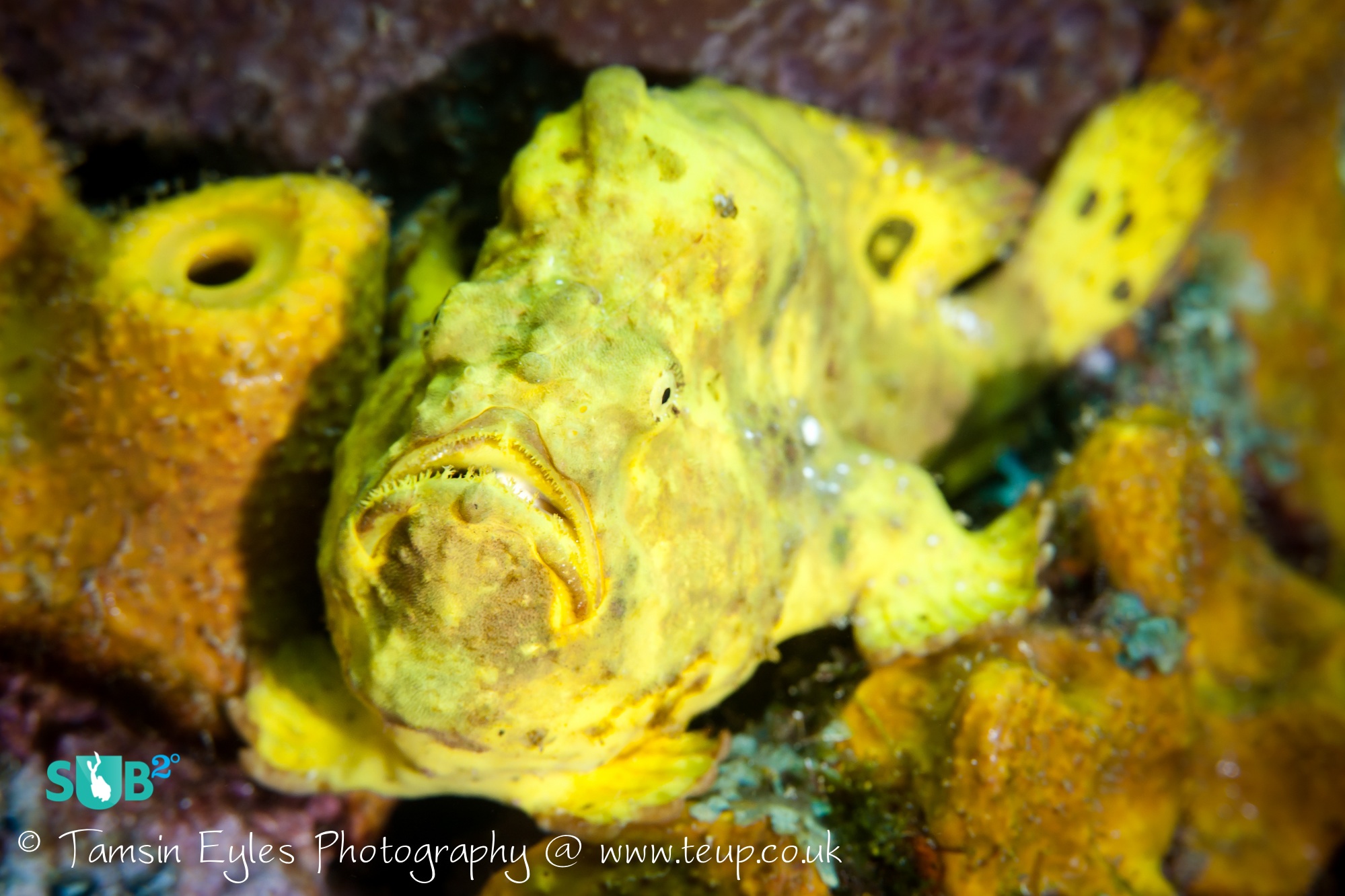 This bright yellow frogfish was heavily camouflaged by the yellow tube sponges. Make sure you swim slowly to give yourself plenty of time to spot them! Photo courtesy of Tamsin Eyles.