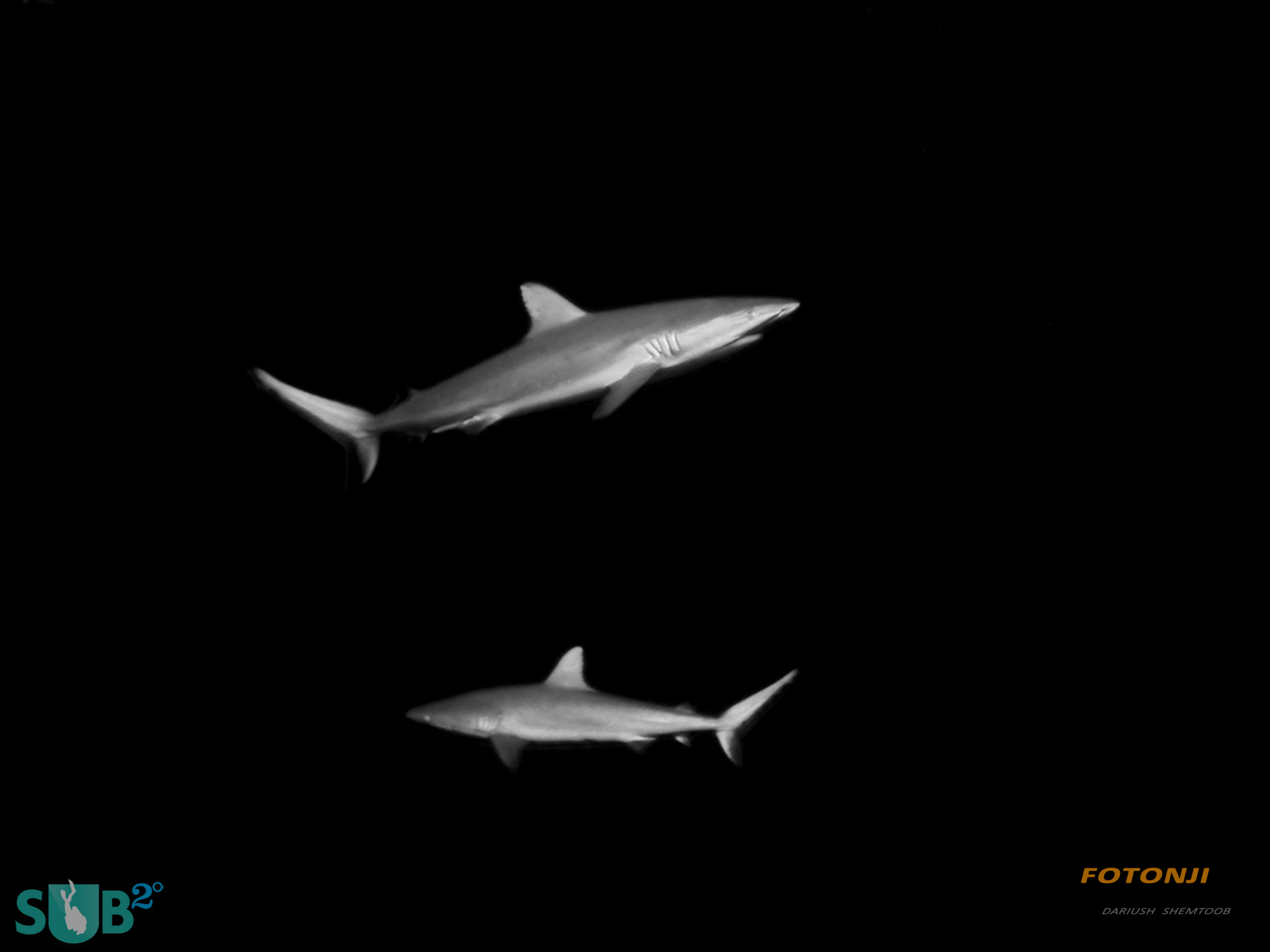 Pair of reef sharks patrolling the outer reef at Dusk
