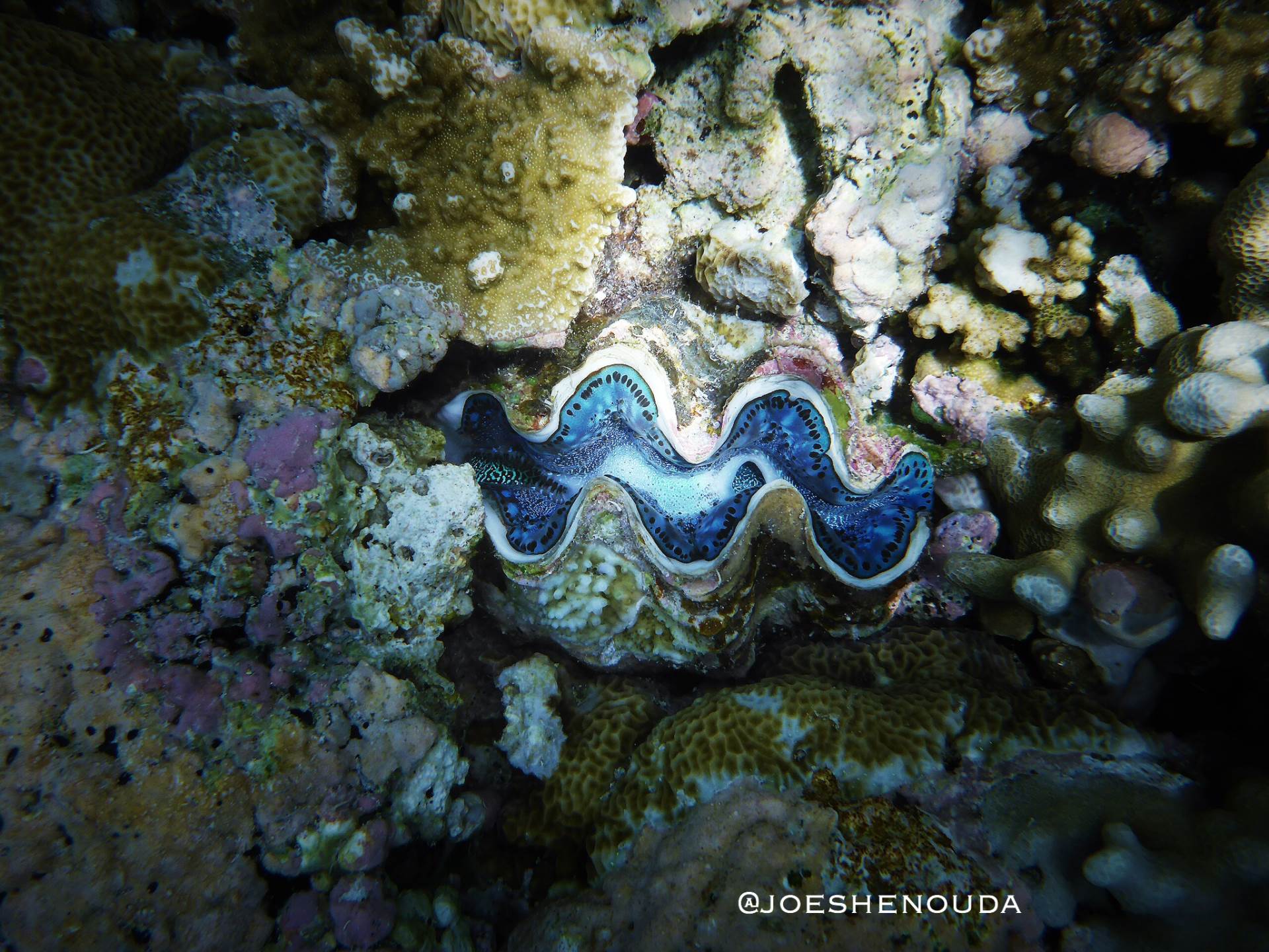 Palau 🇵🇼 is home to 8️⃣ of the 🔟 known species of giant clams 🐚 , making it one of the epicenters of giant clam diversity in the world 🌎 .