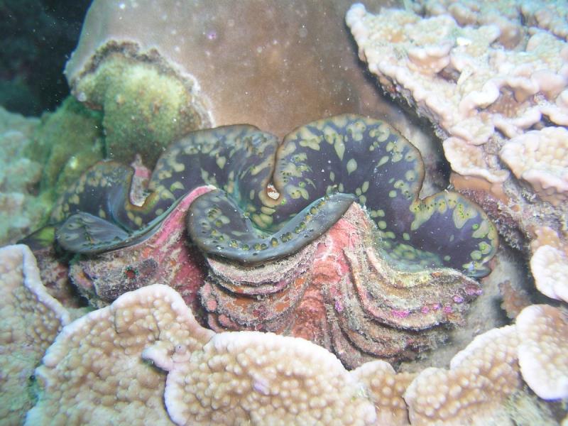 Giant Clam at Ao Sane