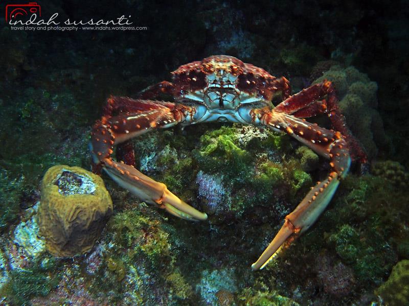 Giant Crab