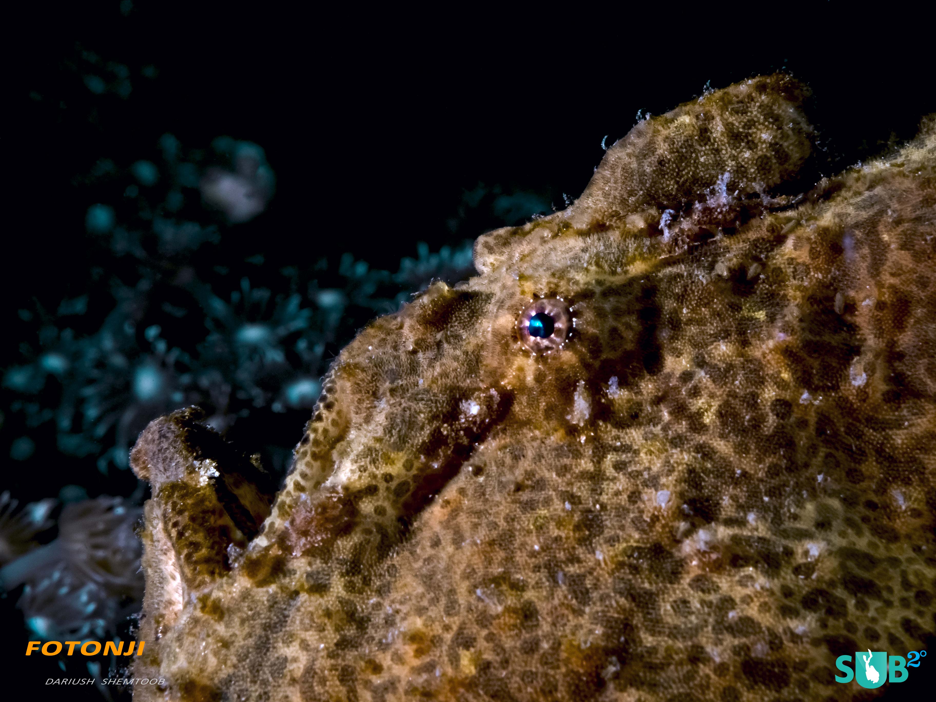 Lembeh is home to a wide variety of Frog Fish patiently waiting for their next meal.