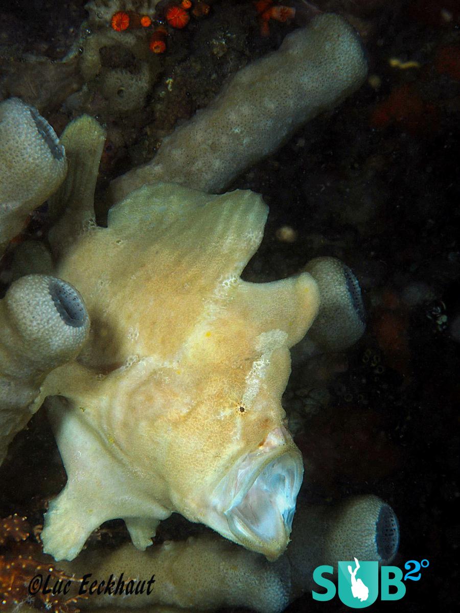 The Frogfish camouflages itself to lure its prey, then opens its mouth and sucks them it before they even recognize it. 
(Nikon D200  1/250sec - #29 - 60mm lens)