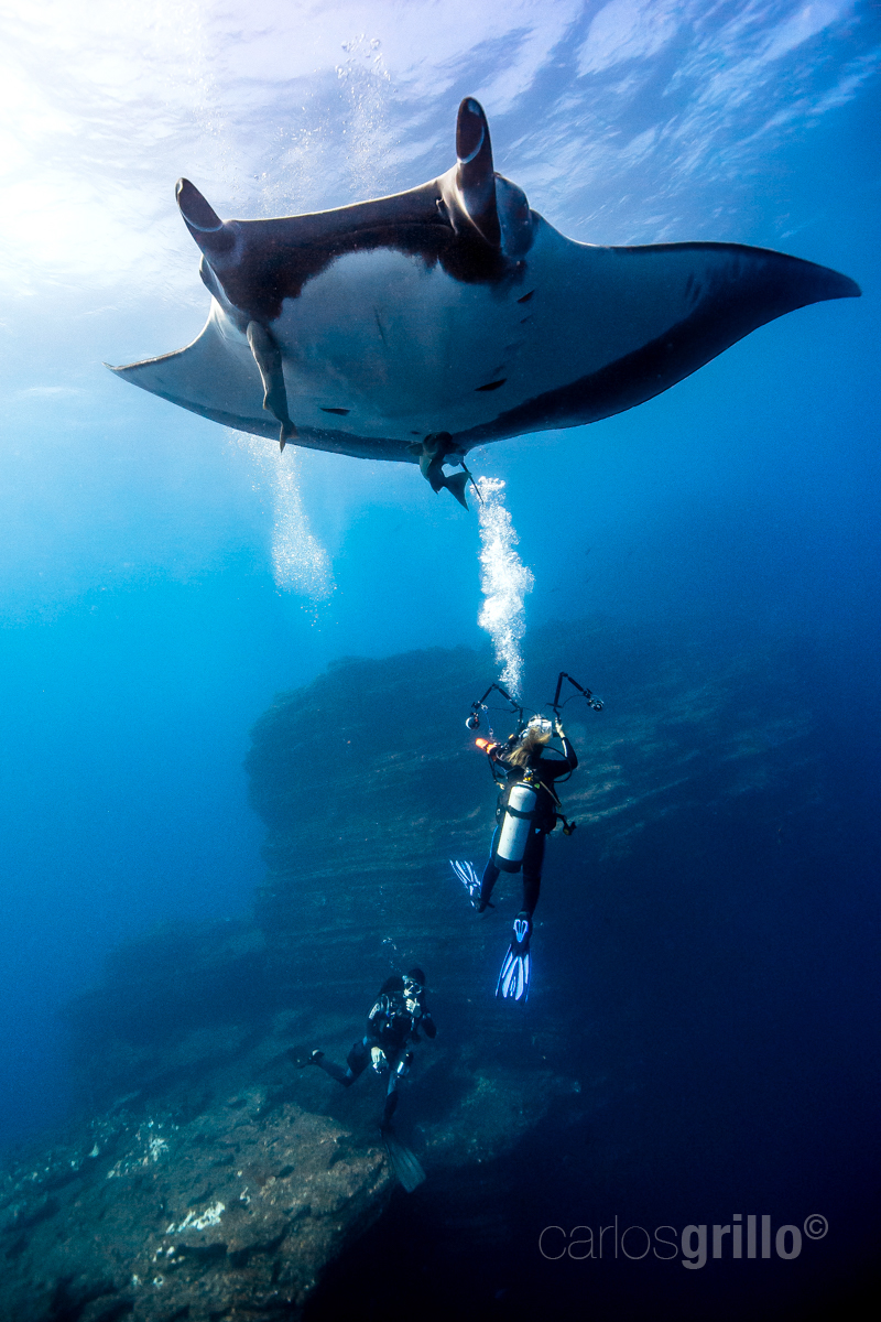 Giant manta playing with divers. 