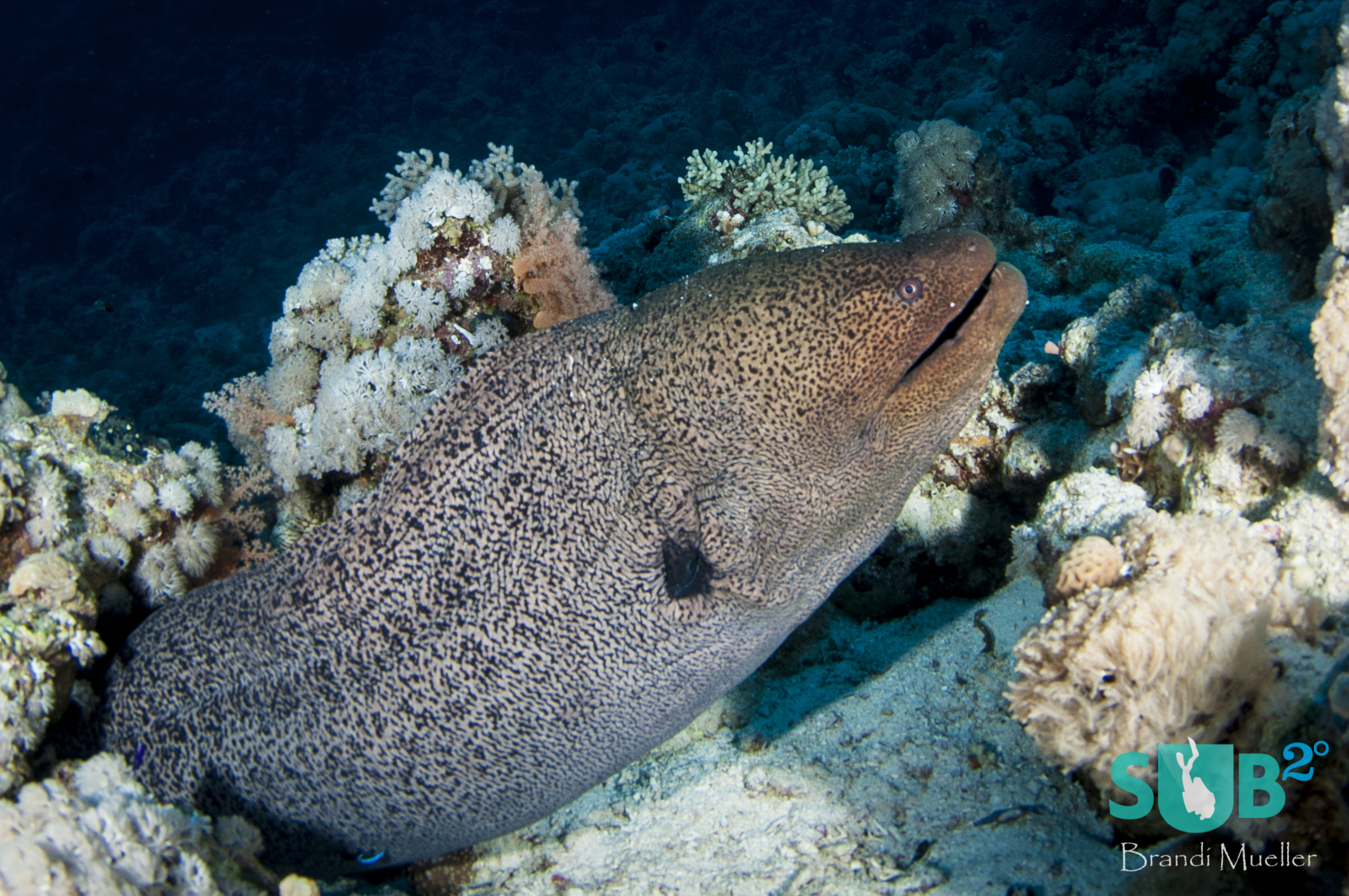 The giant moray eel (Gymnothorax javanicus) is the surly old man of the reef.